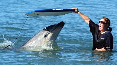 New Zealands Celebrity Teenage Dolphin Moko Believed Dead The Australian