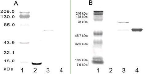 Sds Page And Western Blot Analysis Of The Fusion Protein Purification