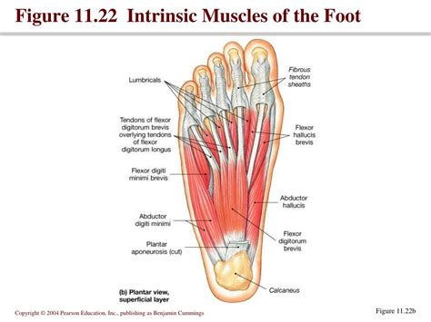 Ppt Muscular System Powerpoint Presentation Free Download Id 58783