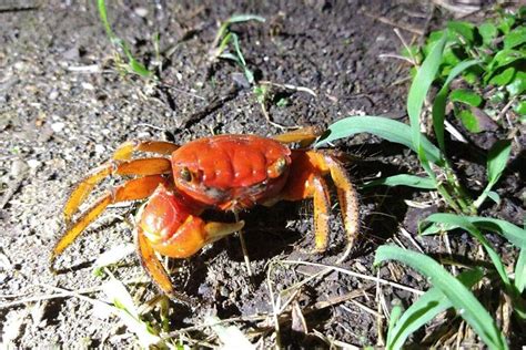 布局全臺空間保育策略「國土生態綠網圖資」上線 觸食旅