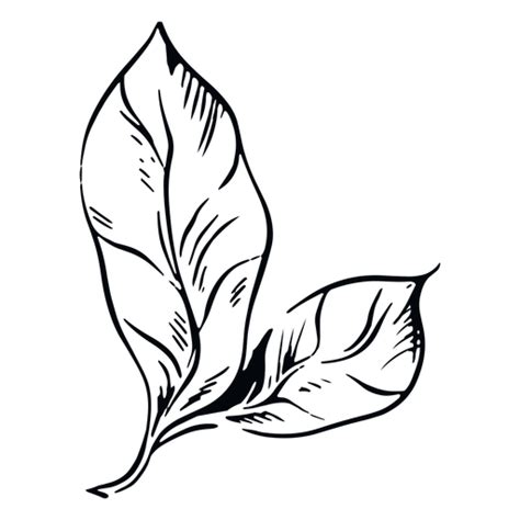 Ilustración de hoja en blanco y negro Descargar PNG SVG transparente