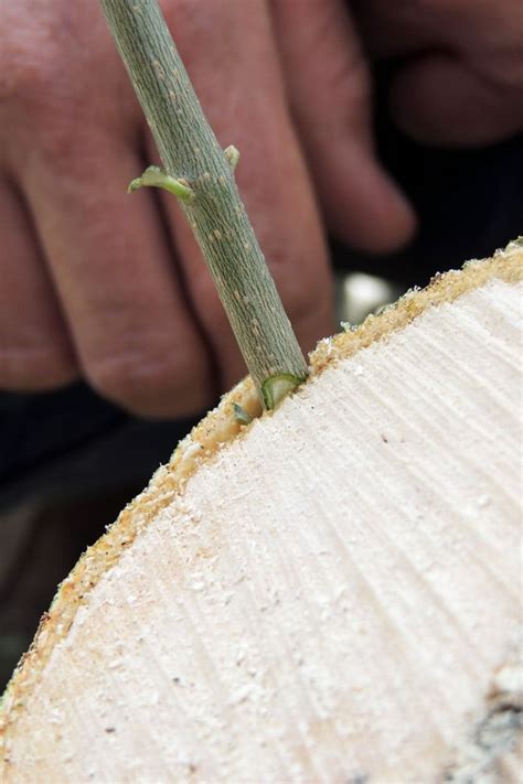 Grafting Fruit Trees - A Step by Step Picture Tutorial - Lady Lee's Home