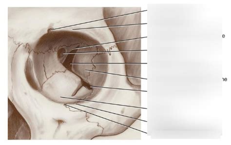 The Orbit Anterior View Diagram Quizlet