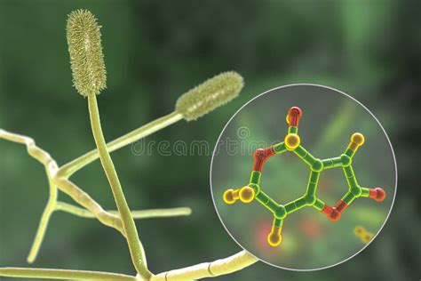 Aspergillus Clavatus Mold Fungi And Molecule Of Patulin Toxin 3D