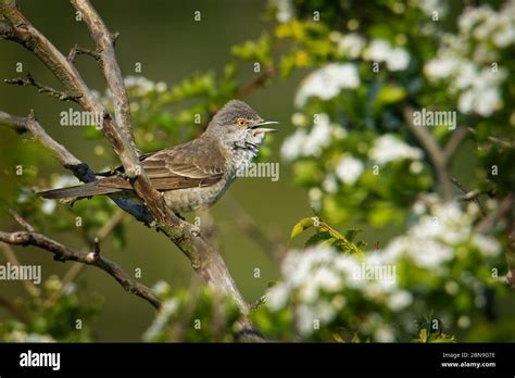 Barred Warbler Sylvia Nisoria Singing Birds Typical Warbler Breeds