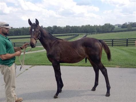 12z About 7 Months Old Zenyatta Horse Thoroughbred Racehorse Horses