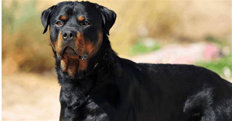 Rottweiler Protection Dogs | Family Protection Dogs | Personal ...