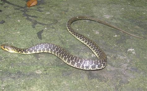 Chequered Keelback Snakes Of Peninsular India Inaturalist