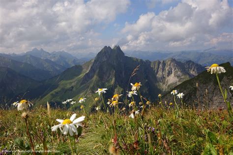 Margerite Leucanthemum vulgare agg mit Blick zur Höfats Flickr