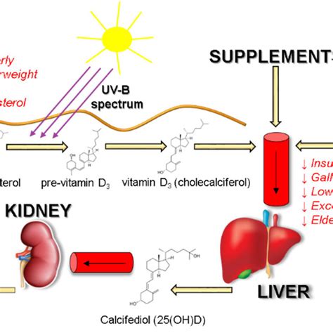 Pdf Bioavailability Of Different Vitamin D Oral Supplements In