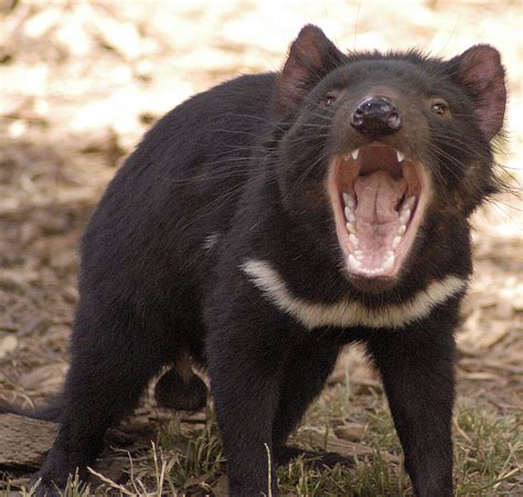 The Tasmanian Devil | All Amazing Facts | The Wildlife