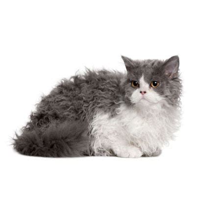 Selkirk Rex Cat Breed Information | Selkirk Rex Characteristics ...