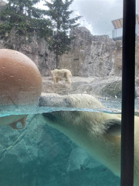 『7月初めの旭川、2度目の旭山動物園 ②20日ぶりに再会した ホッキョクグマの赤ちゃん は、ますますの芸達者ぶりだった！』旭川北海道の