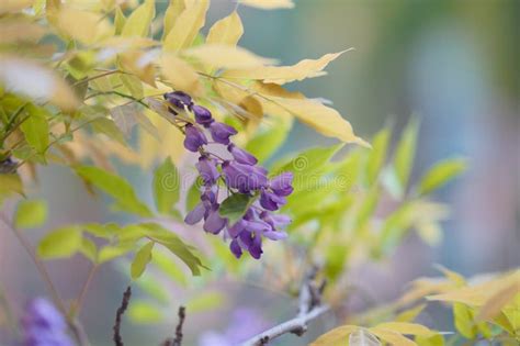 Bougainvillea Spectabilis Willd Stock Photo Image Of Spectabilis