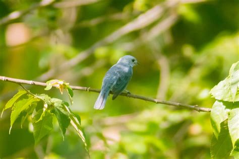 Blue Gray Tanager From Nueva Esperanza Palenque Chis M Xico