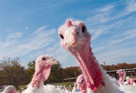 Selfie Turkey Turkey Farm Turkey Facts