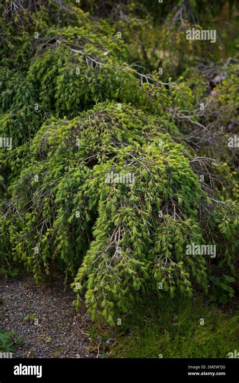 Cedrus Deodara Feelin Blue Stock Photo Alamy