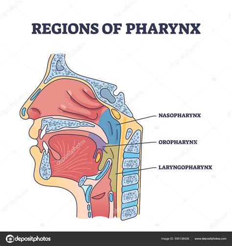 Regions Pharynx Throat Parts Division Cavity Side View Outline Diagram