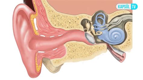 Kulak Nlamas Neden Olur Youtube