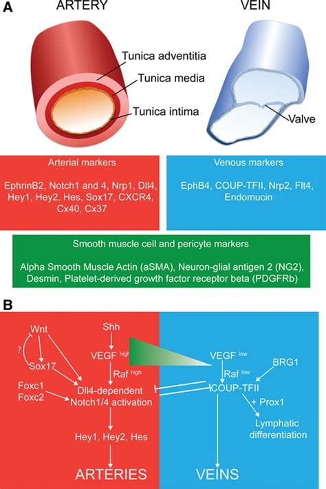 Signaling Pathways In The Specification Of Arteries And Veins