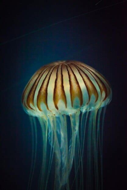 Premium Photo | Jellyfish from japan osaka