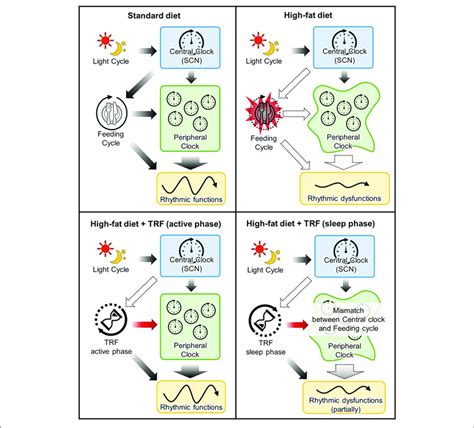 Mechanistic Insight Into The Effects Of Time Restricted Feeding