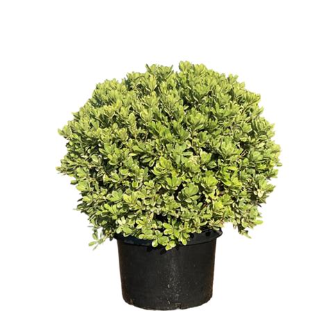 Pittosporum Variegated - Shop Potted plants at H-E-B