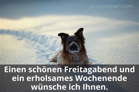 Schönes wochenende bild kostenlos Hund im Schnee