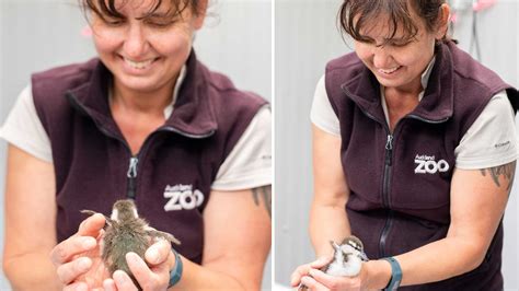 Meet this year's paddling of precious whio ducklings | Auckland Zoo News