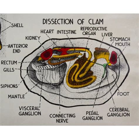 Sea Life Mollusk 1941 Anatomy Poster | Chairish