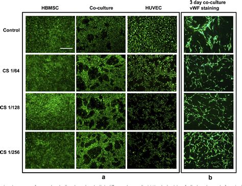 Figure From Silicate Bioceramics Enhanced Vascularization And