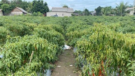 Kemarau DPKP Bangka Tengah Minta Petani Perhatikan Ketercukupan Air