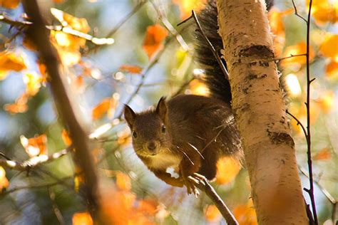 Aig Estortes I Estany De Sant Maurici National Park Spain Info