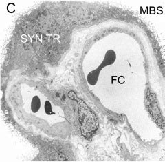 BGDA Practical Placenta Villi Development Embryology