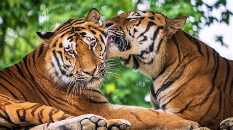 Tiger Is Licking Another Tiger During Daytime In A Green Blur