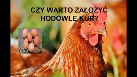 Odcinek 957 CZY WARTO ZAŁOŻYĆ HODOWLĘ DROBIU JAKIE PLUSY SIĘ ZA TYM