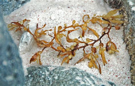 Welcome to the Great Atlantic Sargassum Belt, the Seaweed Superhighway ...