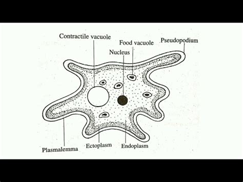 Protista Rhizopoda