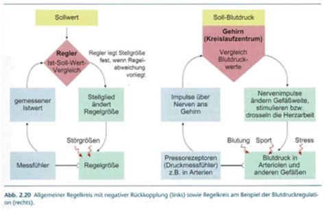 Endokrinologie Karteikarten Quizlet