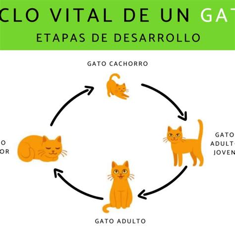 Fases De La Vida De Un Gato Descubre Cómo Evolucionan Y Qué Cuidados Necesitan En Pucol