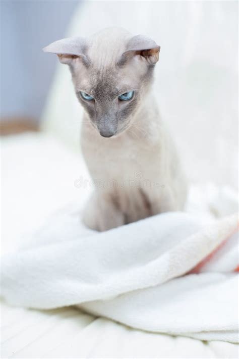 Hairless Cat stock image. Image of animal, relax, oriental - 24131459