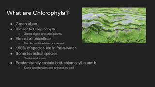 Chlorophyta Presentation - Evolutionary and Behavioural Biology | PPT