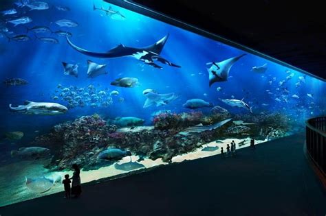 Singapore SEA Aquarium: Skip-the-Line Ticket with Hotel Pickup 2022