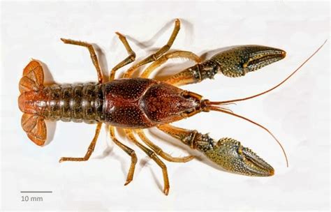 Biodiversity of British Columbia: New Crayfish Species Documented in ...