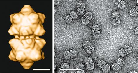 Geminiviridae Ictv