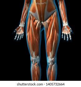 Female Leg Muscles Front View 3d Stock Illustration 1405732664 ...