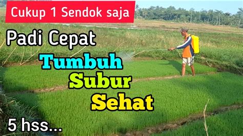 Gunakan Pupuk Ini Cukup 1 Sendok Padi Cepat Tumbuh Subur Dan Sehat