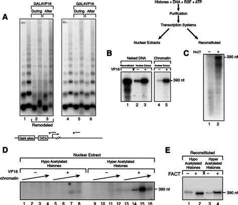 Transcription On RSF Assembled Chromatin A Southern Blot Of