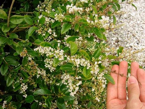 Ligustrum Sinense Chinese Privet North Carolina Extension Gardener