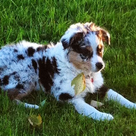 Harry my Blue Merle Mini Aussie | Mini aussie, Blue merle, Animals